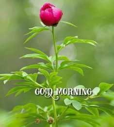 Murad, 30 years old, Man, Phulpur, India